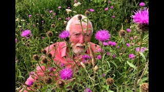 Black or Common Knapweed with John Feehan in August Wildflowers of Offaly series [upl. by Omocaig]