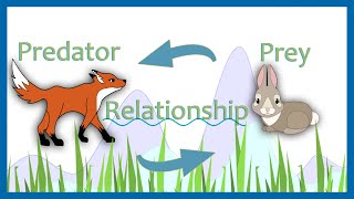 PredatorPreyRelationships and population dynamics [upl. by Eniarrol]