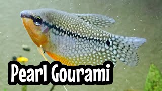 Species Care Pearl Gourami Fish [upl. by Norean]