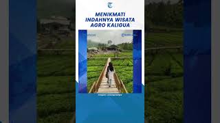 Indahnya Wisata Agro Kaligua Kebun Teh Legendaris di Brebes [upl. by Hanson95]