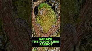 Kakapo  The Flightless Parrot shorts [upl. by Lleuqar]