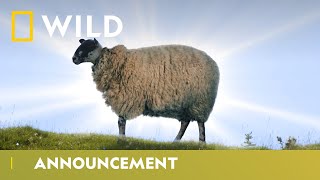 Celebrating Sheeps  Big Cat Week  National Geographic Wild UK [upl. by Ivets]