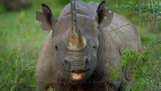 Black rhinoceros  Diceros bicornis wildlife of Kenya safari in Africa big five wild animals [upl. by Christopher]