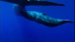 YouTube  ORCAS KILLER WHALES VS SPERM WHALES [upl. by Mullen]