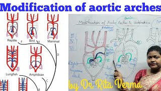 Modification of aortic arches in Vertebrate Basic Plan of aortic arches for BSc Msc UPSC NEET [upl. by Holly-Anne]