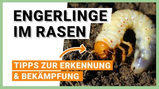 Engerlinge im Rasen Tipps zur Erkennung und Bekämpfung [upl. by Ardnossak846]