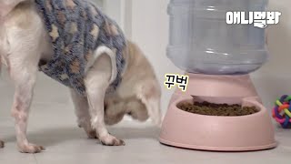 7년째 밥 먹기 전 사료한테 인사하는 강아지 대체 왜 이러는 걸까요ㅣMaltese Dog Bows To Dog Food Before Eating For 7 Years [upl. by Asirrom]