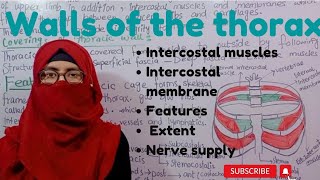 Walls of the thorax  intercostal muscles and membranes  extrinsic muscles  thorax anatomy [upl. by Brebner]