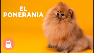 El perro POMERANIA 🐶 Origen Características Carácter y Cuidados [upl. by Messing545]