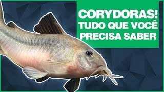 CORYDORAS  Tudo que você precisa saber [upl. by Nylrehs]