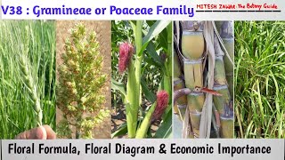 Gramineae Family  Poaceae Family  Characters Floral Formula Floral Diagram Economic Importance [upl. by Seravart836]