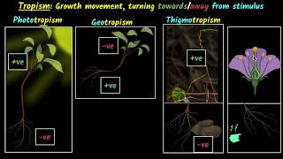 Response to stimulus Tropism  Control amp coordination  Biology class 10  Khan Academy [upl. by Htezzil376]