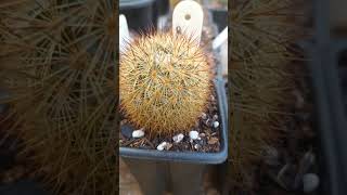 Mammillaria densispina [upl. by Grefer657]