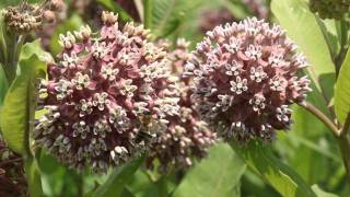 Honeybees forage on Common Milkweed [upl. by Aremat]