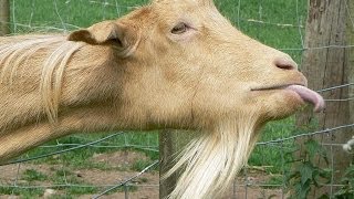 Taylor Swift  Trouble Goat Version [upl. by Eseerehc361]