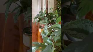 Top 10 Favorite Houseplants  Rare Common Tropical Plant Collection  Philodendron Hoya Scindapsus [upl. by Neeluqcaj]