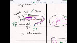 Chordata L3  The Story of Chordate Evolution  Agnatha  Gnathostomata [upl. by Anaeg]