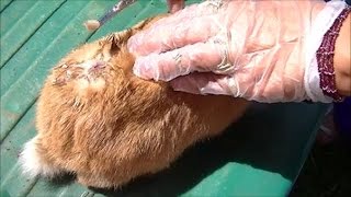 Rabbit with Botfly Larvae Pupa Shows What it Looks Like After Getting it Out From Skin [upl. by Waxler]