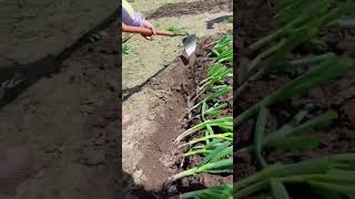 Green onion planting tungsten steel shovel Good tools and machinery can increase work efficiency [upl. by Melony]