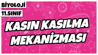 11 Sınıf Biyoloji  Kasın Kasılma Mekanizması  2022 [upl. by Zumstein]