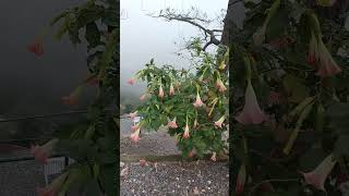 BRUGMANSIA SUAVEOLENS flowers [upl. by Lrub]