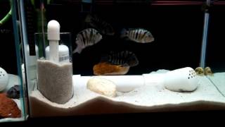 CRAZY about Convict Cichlids HD Video [upl. by Albric]