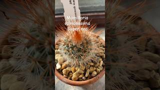 Mamillaria spinosissima Super red cactusplant cactus cacti indoorplants [upl. by Rodrigo381]