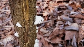 죽은 나무에 치마처럼 자라는 버섯 quot 치마버섯 quot Schizophyllum commune 우리 산야의 약용버섯 Medicinal mushroom [upl. by Dlanigger]