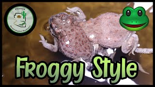 How do toads reproduce 🐸 [upl. by Rexer]