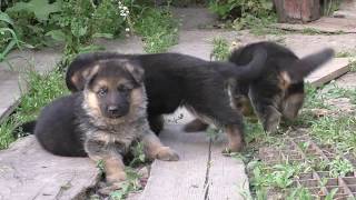 КОЛОБКИ  ЩЕНКИ Немецкой Овчарки Puppies German Shepherd for sale [upl. by Nolava136]