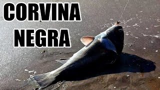 PESCA DE CORVINA NEGRA ARMADO DE LINEA Y ENCARNE [upl. by Powers824]