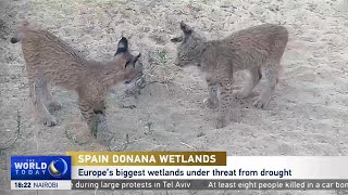 Europes Biggest Wetlands Under Threat [upl. by Rikki]