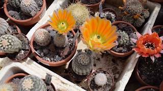 Echinocereus 2017 [upl. by Brocky]