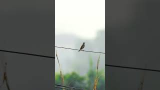 The bluethroat Luscinia svecica is a small passerine bird song music love [upl. by Michaelina751]