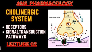 Cholinergic System Basics  Receptors and their Signal transduction  ANS pharmacology L2 [upl. by Sackville746]