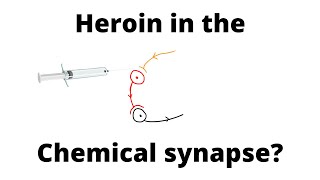 Heroin and Synapse  Biology IGCSE NERVOUS SYSTEM [upl. by Llemej53]