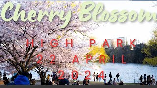 Cherry Blossom at High Park Toronto 2024 [upl. by Ahsin]