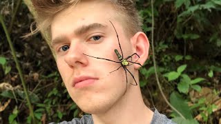 Giant Orb Spider on my Face [upl. by Nikki72]