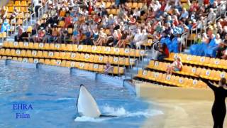 Loro Park Teneriffa Orca Show  Loro Parque Orca Ocean [upl. by Noryt352]