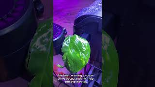 How to grow pothos in an aquarium fyp reels plants fish aquarium goldfish [upl. by Saba]