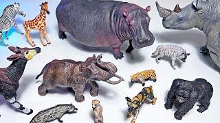 12 Awesome African Animals Hippo Rhino Giraffe Zebra Elephant Hyena African Wild Dog Meerkat [upl. by Nhojleahcim]