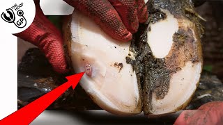 THIS is WHITE LINE DISEASE  in a cows foot [upl. by Anitsirhc752]