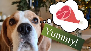 Cute Beagle Puppy Training obedience challenge PART 2  Tim the Beagle [upl. by Akiem]