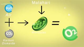 Proses Fotosintesis Tumbuhan Hijau ANIMASI Reaksi Terang dan Gelap [upl. by Paradies]