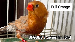 BFOBBB The full Orange zebra finch 3 genes combined in one bird finch birds [upl. by Magdaia]