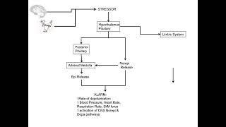 NeuroendocrineResponses to stresses Part 1 [upl. by Nightingale]