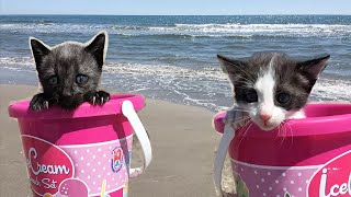 Vamos pa la playa con mis gatos graciosos  Los mejores videos de gatitos chistosos 3 [upl. by Nitsid]