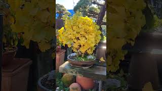 Colores en ginkgo  Bonsai Colmenar bonsai [upl. by Notsgnik]