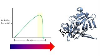 Cinética Enzimática  Factores que afectan la actividad enzimática [upl. by Binny]