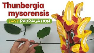 Thunbergia mysorensis easiest way to propagate [upl. by Welker]